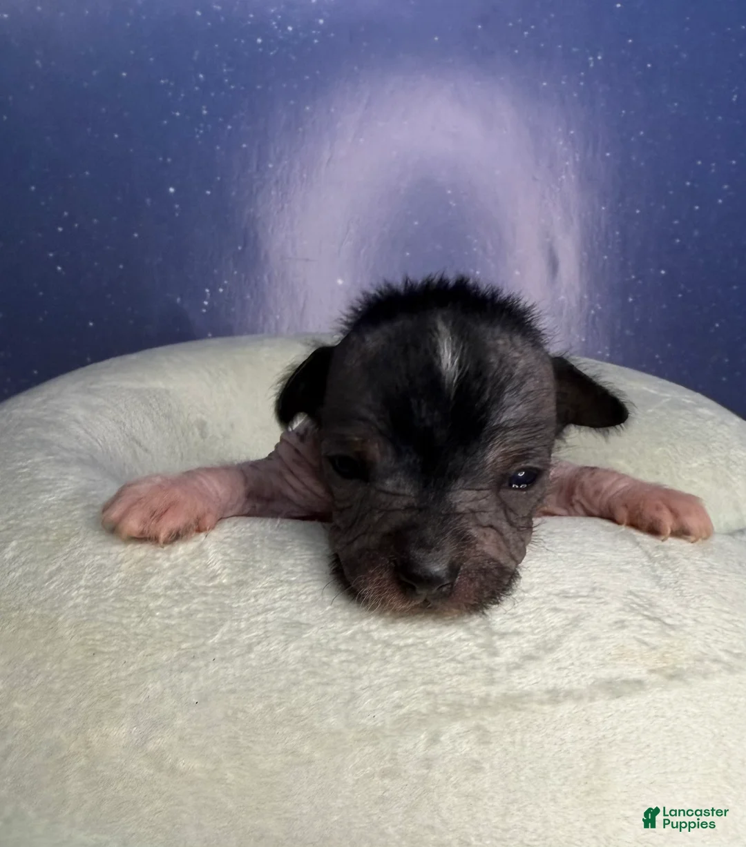 Mixed Breed dogs for sale: Mixed Breed Puppy 1 - Ad 1