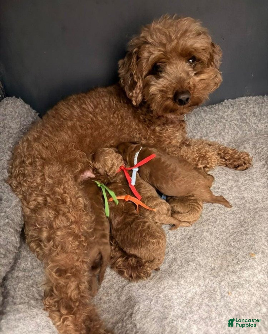 Toy Poodle dogs for sale: Lucia - Ad 2