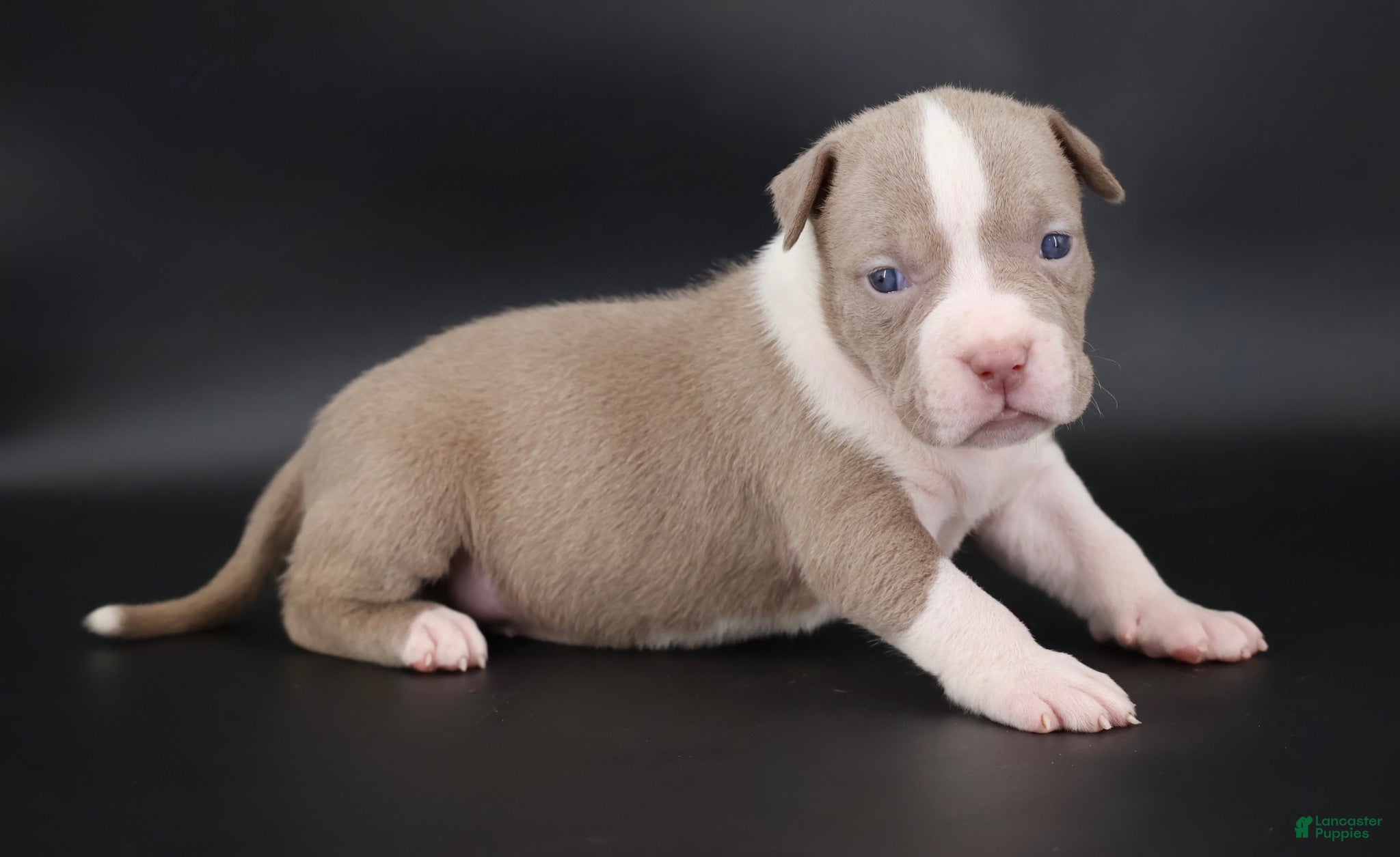 American Bully dogs Atalanta - XL - ABKC - Ad 1
