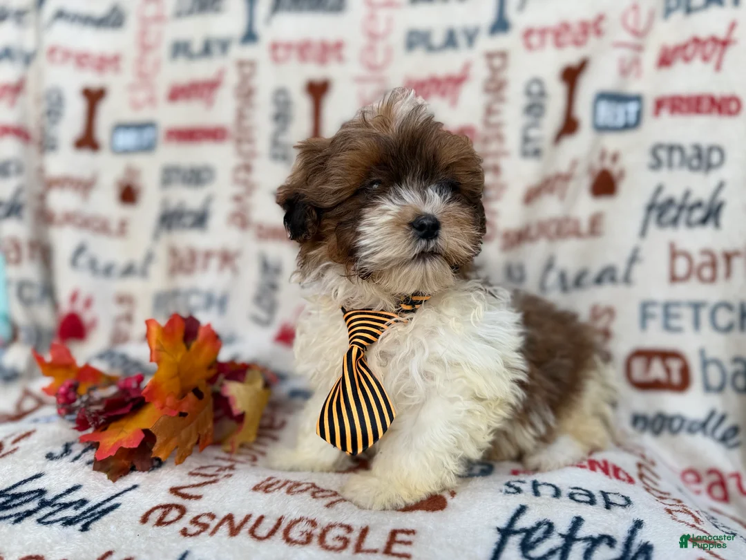 Shihpoo dogs for sale: Travis - Ad 4