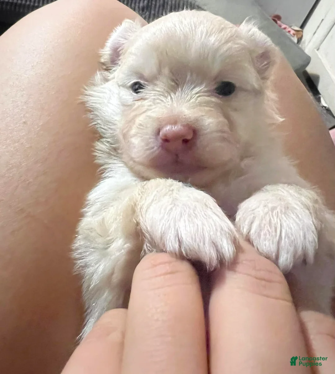 Pomeranian dogs for sale: Teddi - Ad 3