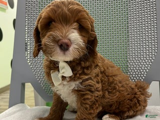 Mini Goldendoodle dogs - Ad 3