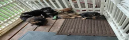 Mixed Breed dogs for sale: Paul Revere - Ad 3
