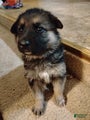 German Shepherd Puppy 6