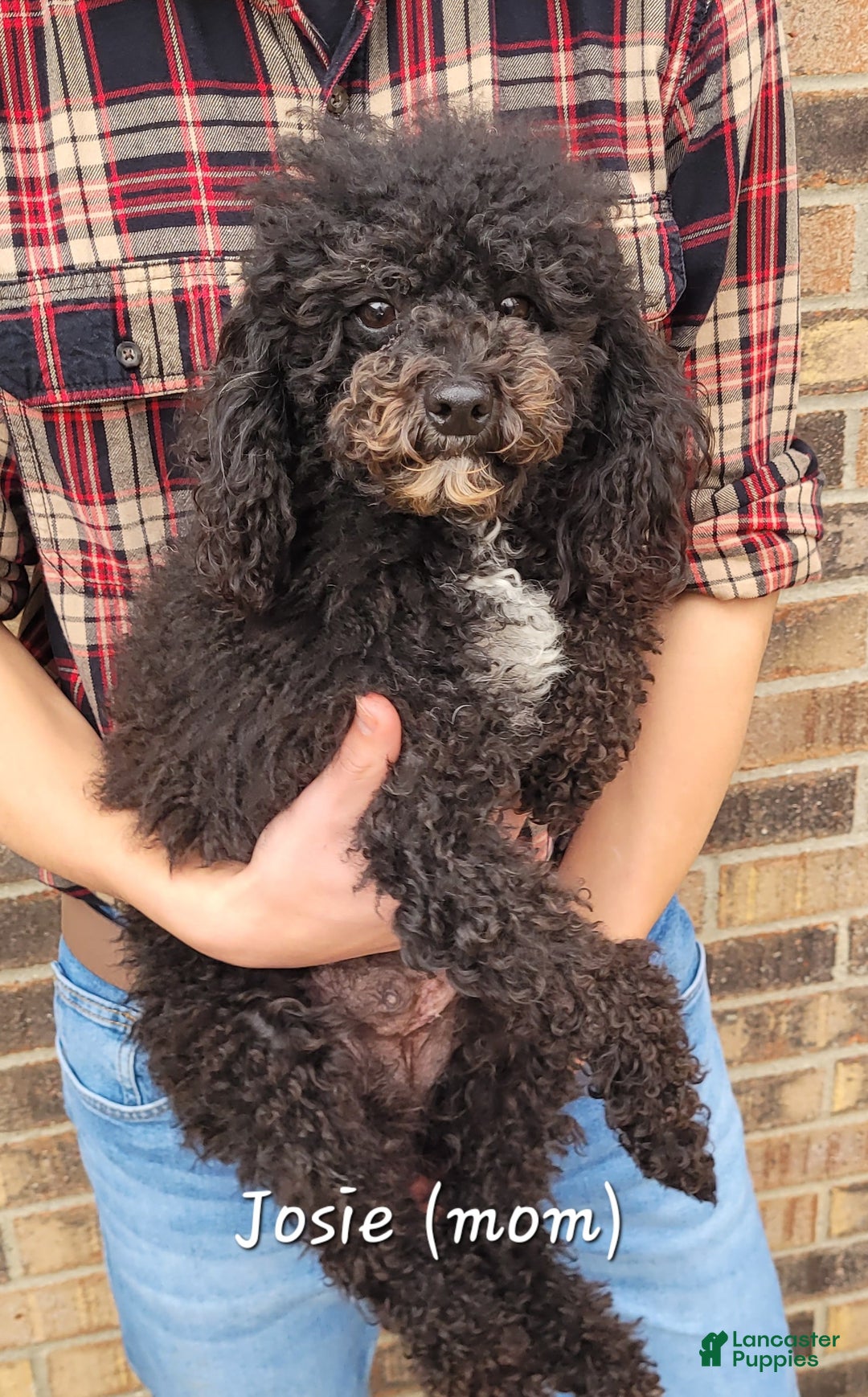 Miniature Poodle dogs for sale: Echo  - Ad 8