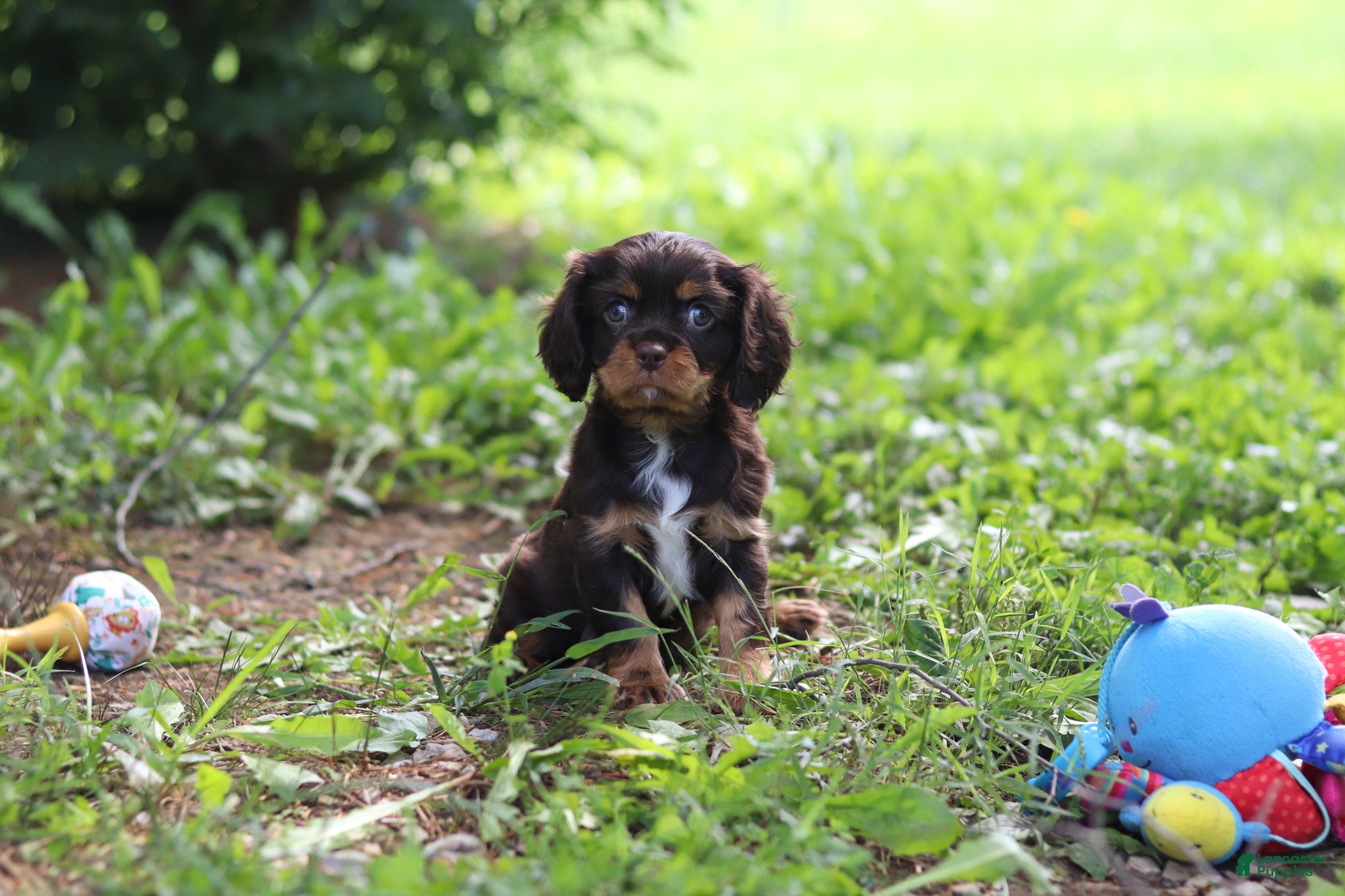 Cavalier King Charles Spaniel dogs Chico - Ad 2