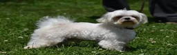 Maltese dogs for sale: Olaf - Ad 15