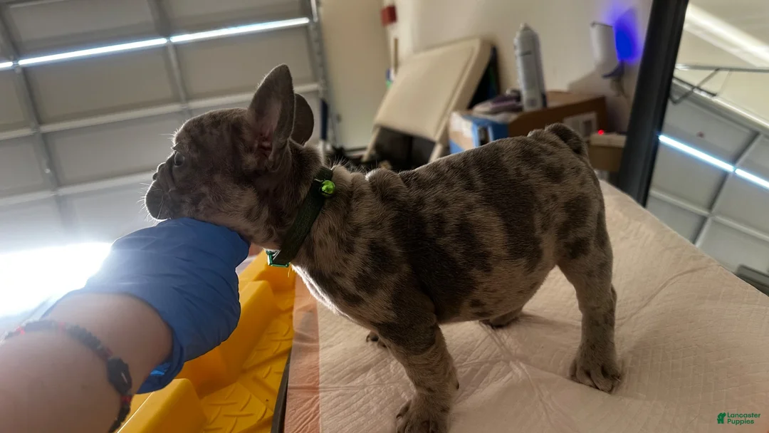 French Bulldog dogs for sale: Biggie - Ad 2
