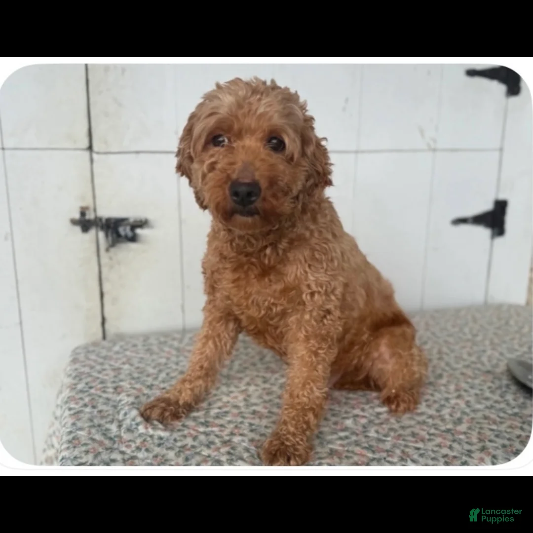 Mini Goldendoodle dogs for sale: Vinny - Ad 4
