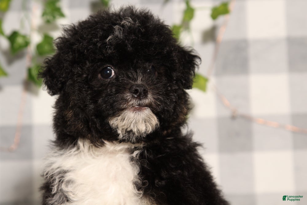 Mini Aussiedoodle dogs Elvira - Ad 2