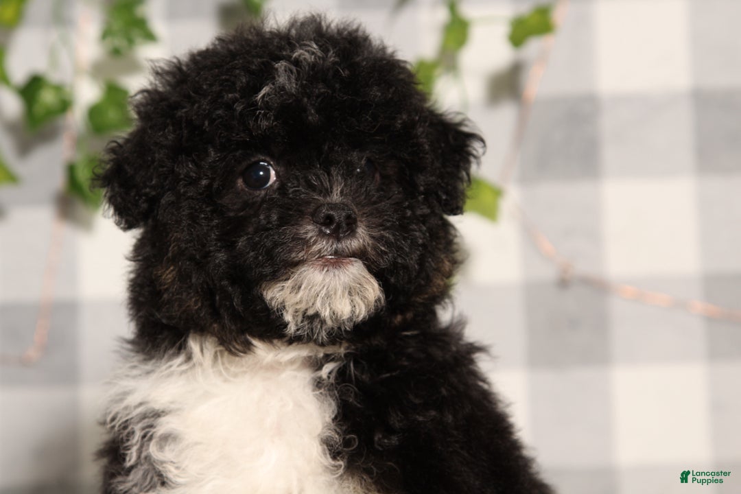 Mini Aussiedoodle dogs for sale: Elvira - Ad 1