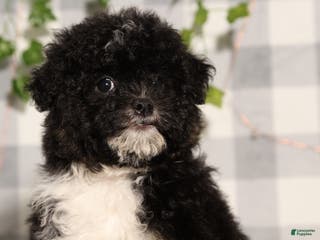 Mini Aussiedoodle dogs Elvira - Ad 12