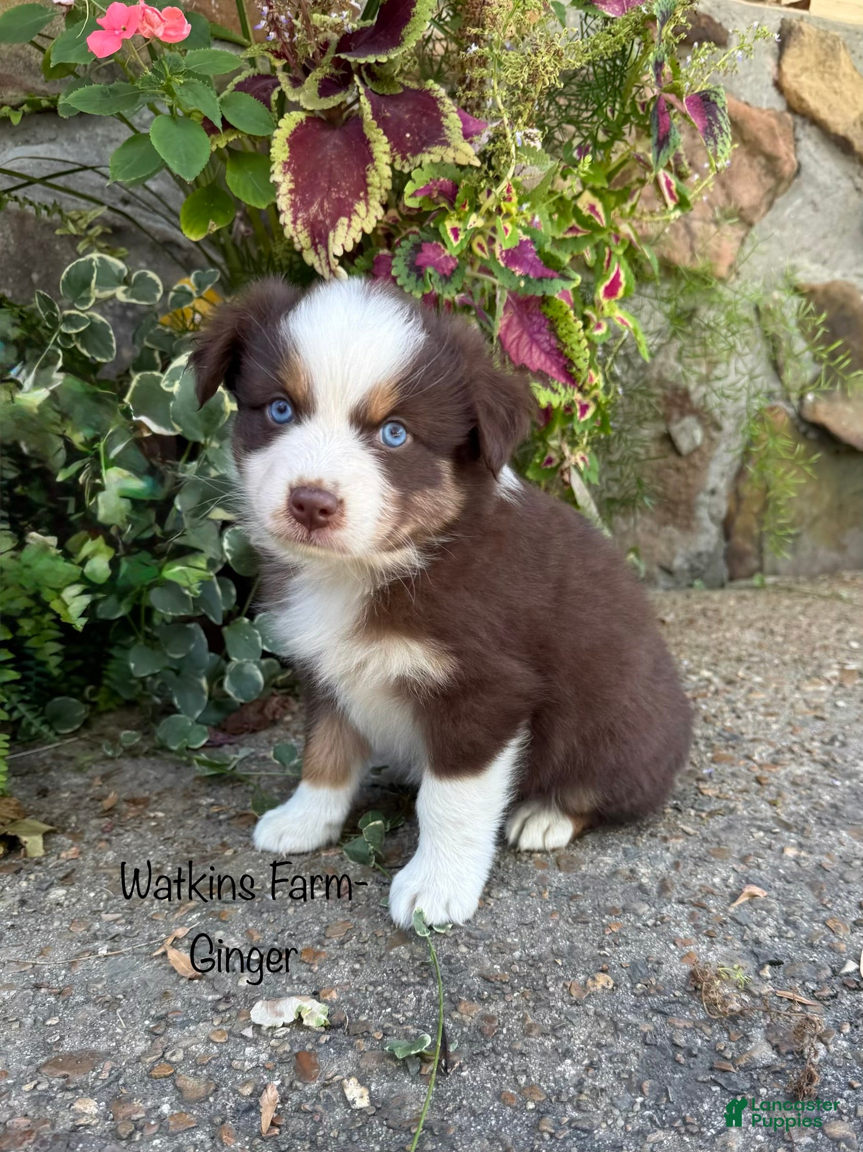 Australian Shepherd dogs Ginger  - Ad 1