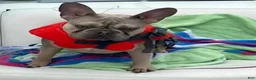 French Bulldog dogs for stud: Dexter - Ad 3