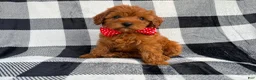 Cavapoo dogs for sale: Bruno - Ad 7