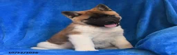 Akita dogs for sale: Lilly - Ad 3
