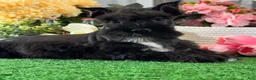 Miniature Schnauzer dogs for sale: Kona - Ad 3