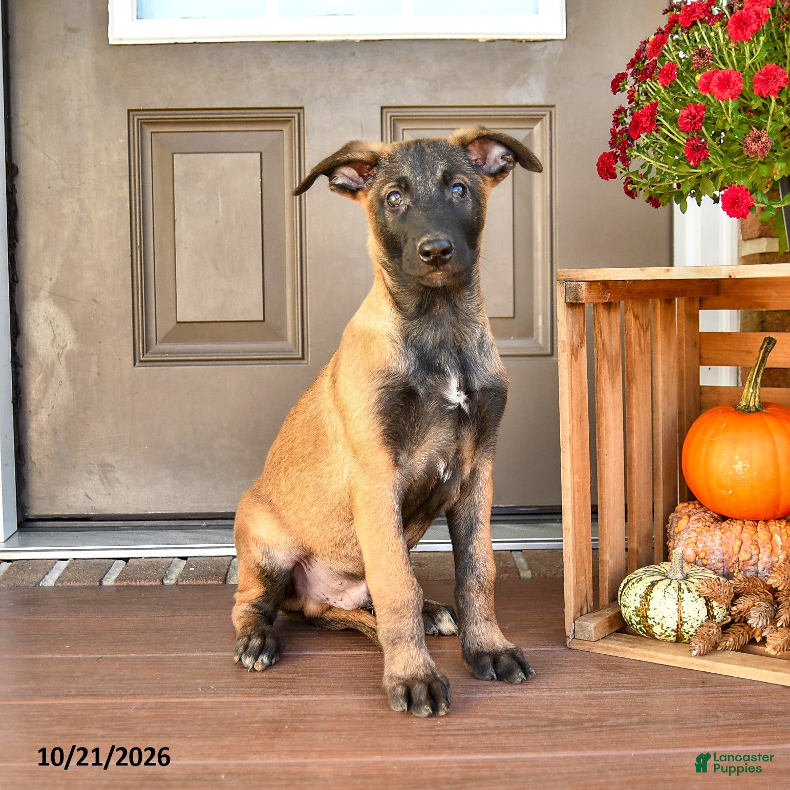 Belgian Malinois dogs for sale: August - Ad 1