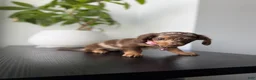 Miniature Dachshund dogs for sale: Velma  - Ad 3