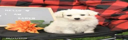Eskipoo dogs for sale: Karen - Ad 3