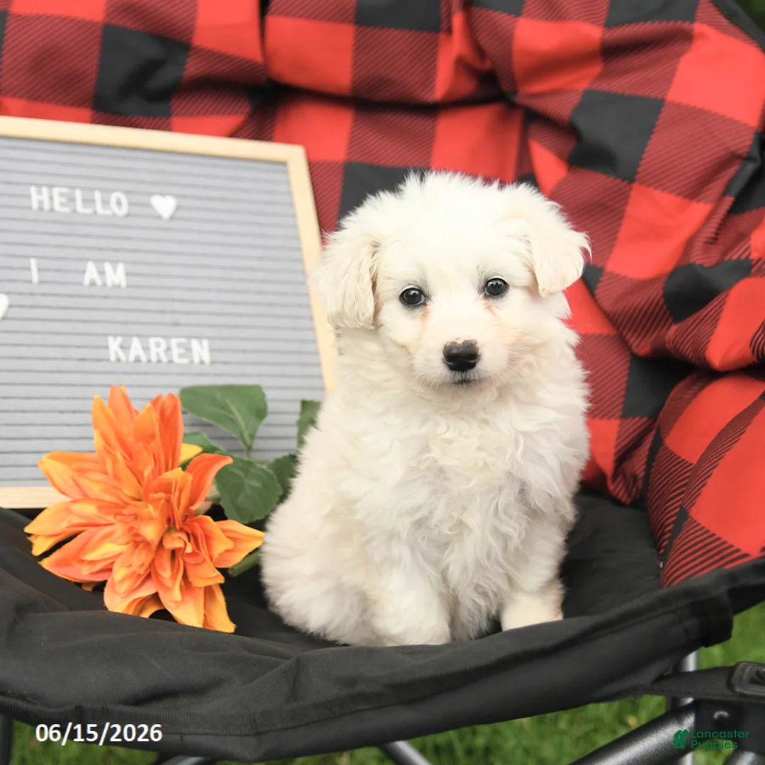 Eskipoo dogs for sale: Karen - Ad 3