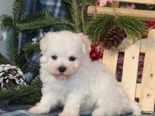 Bichon Frise dogs Ivory - Ad 26