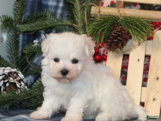 Bichon Frise dogs Ivory - Ad 12