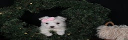 Maltese dogs for sale: ANGIE - Ad 11