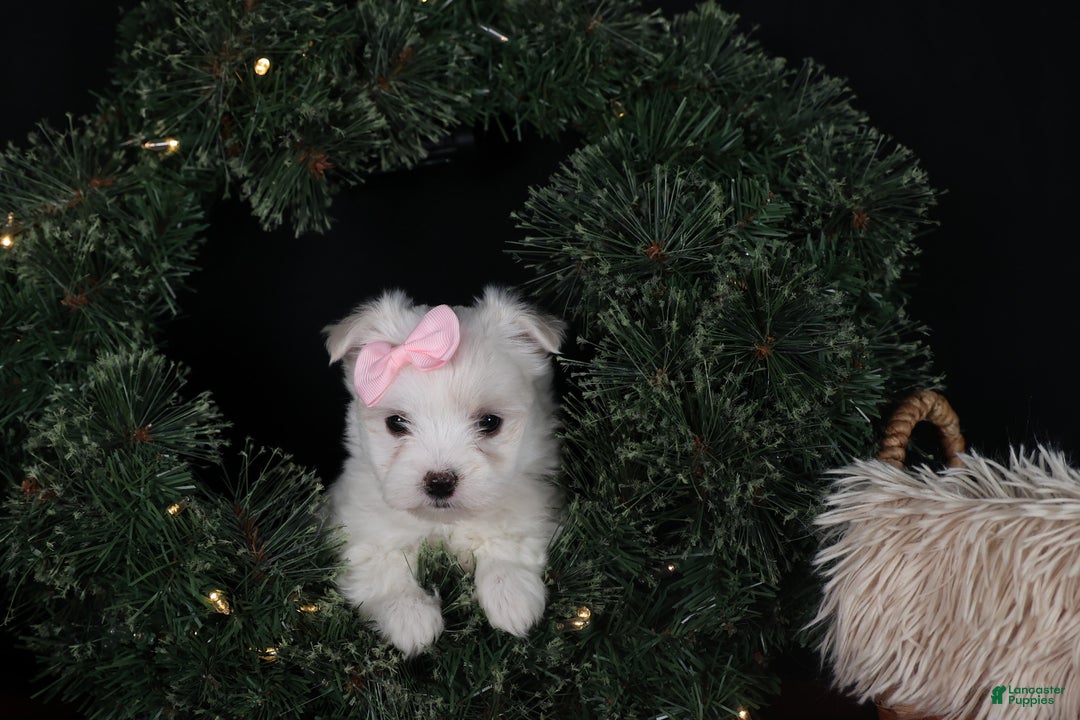 Maltese dogs for sale: ANGIE - Ad 11