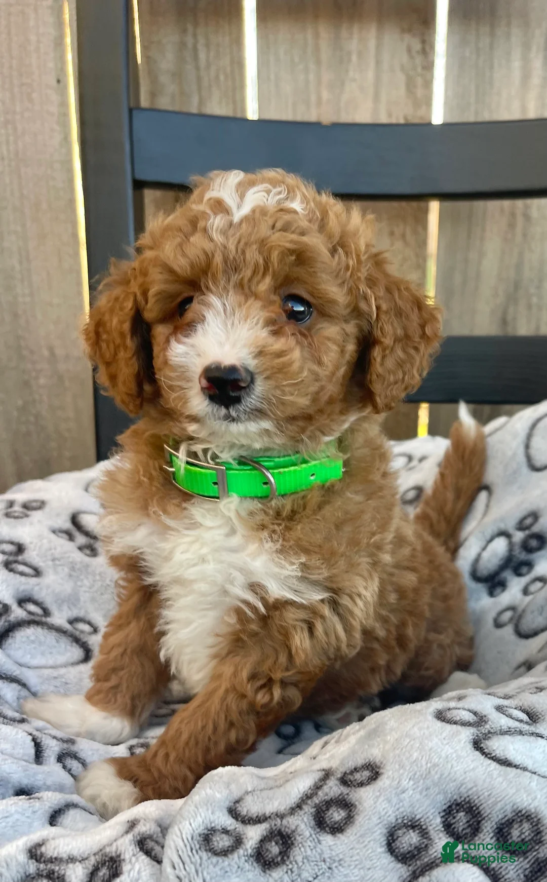 Mini Goldendoodle dogs for sale: Bryan (mini goldendoodle) - Ad 4