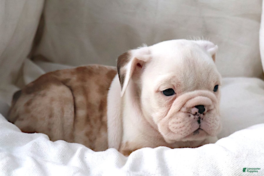 Konig (Bulldog, Male) in Sugarcreek, OH