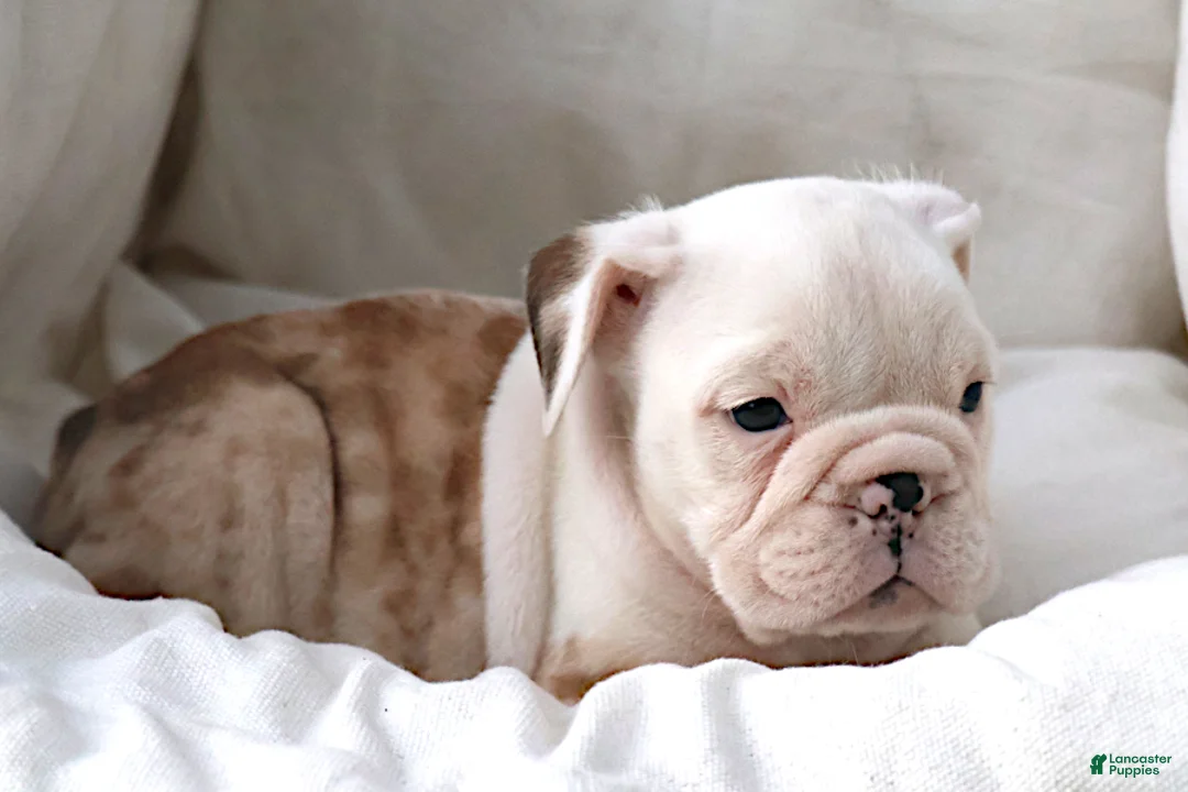 English Bulldog dogs for sale: Konig - Ad 1