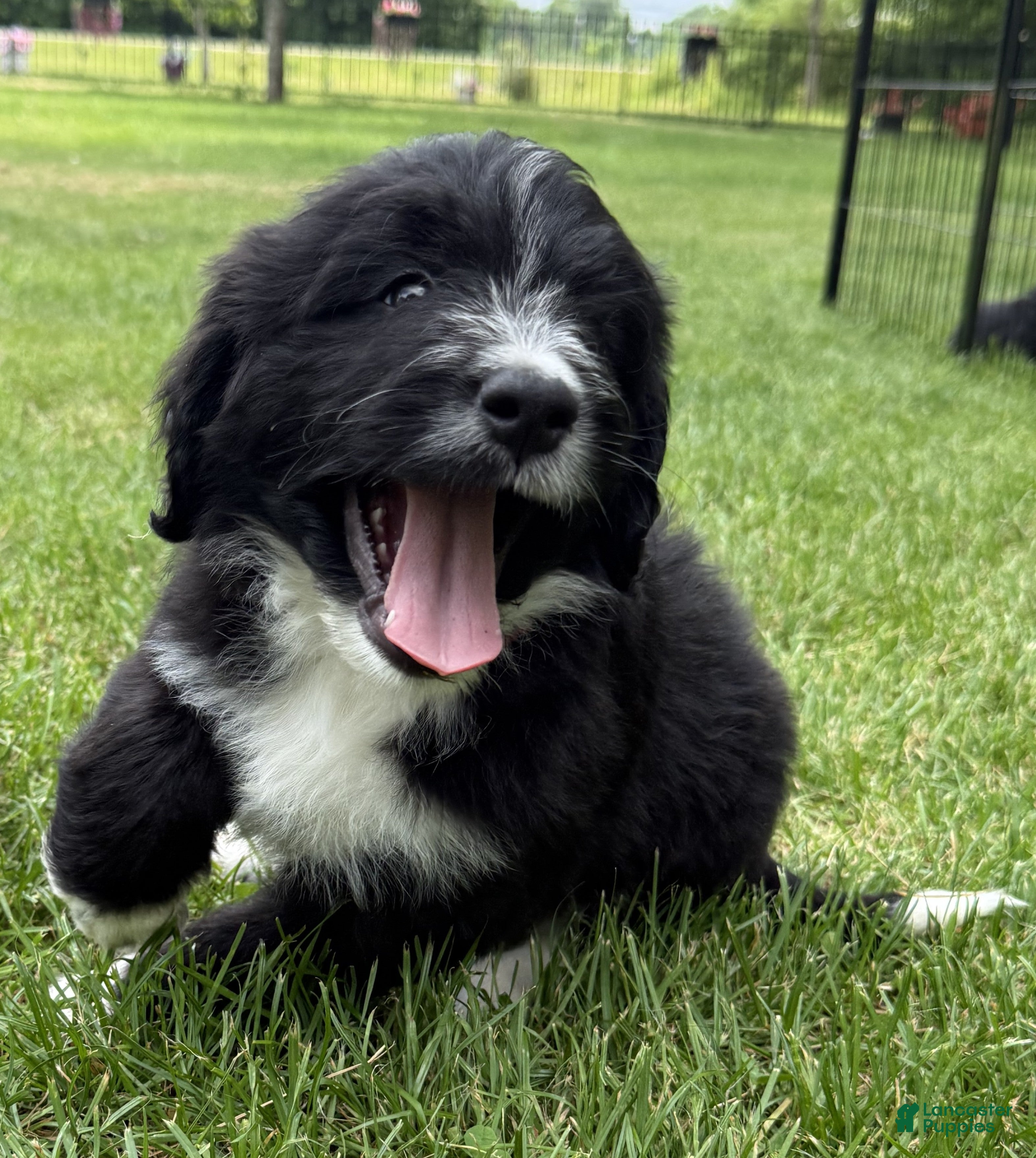 Bernedoodle dogs for sale: Charlie - Ad 3