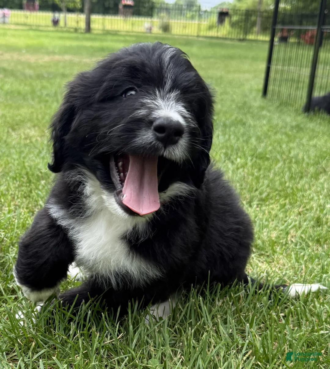 Bernedoodle dogs for sale: Charlie - Ad 1