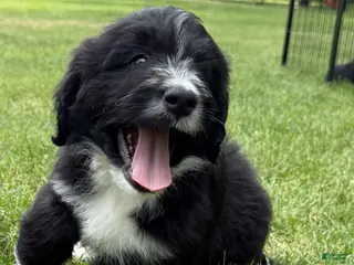 Bernedoodle dogs Charlie - Ad 9