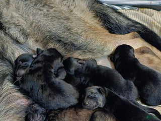 German Shepherd dogs German Shepherd Puppy 5 - Ad 19