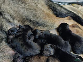 German Shepherd dogs German Shepherd Puppy 5 - Ad 19