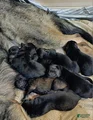German Shepherd Puppy 5