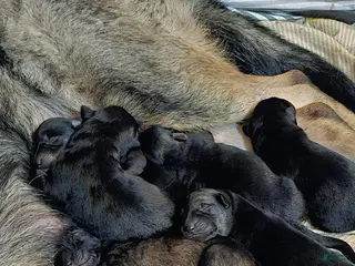 German Shepherd dogs German Shepherd Puppy 5 - Ad 13