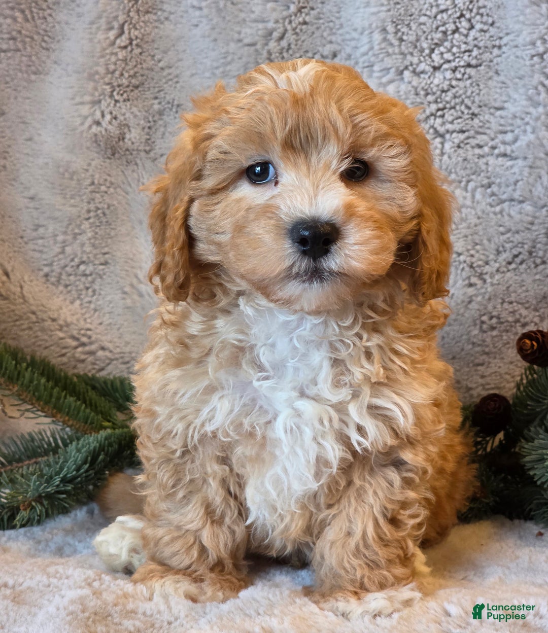 Shihpoo dogs for sale: Tanner - Ad 6