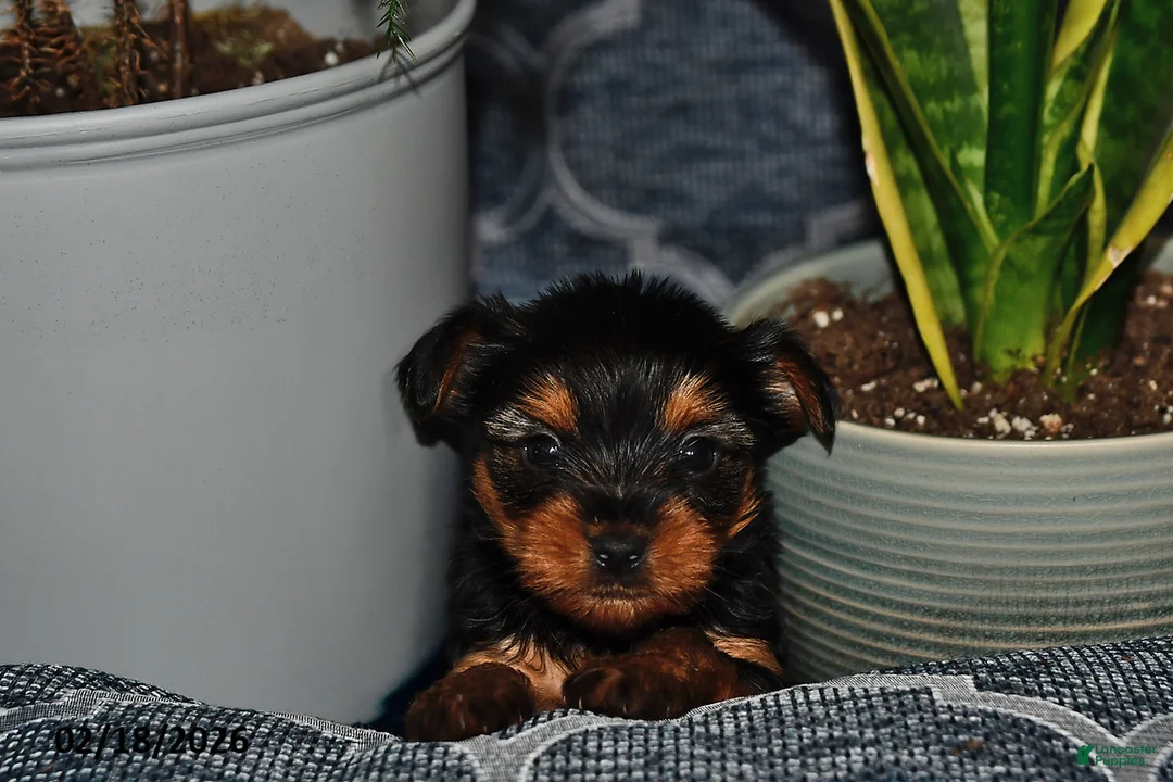 Yorkshire Terrier dogs for sale: Georgia - Ad 3