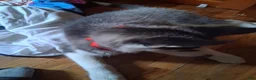 Siberian Husky dogs for sale: Siberian Husky 1 - Ad 8