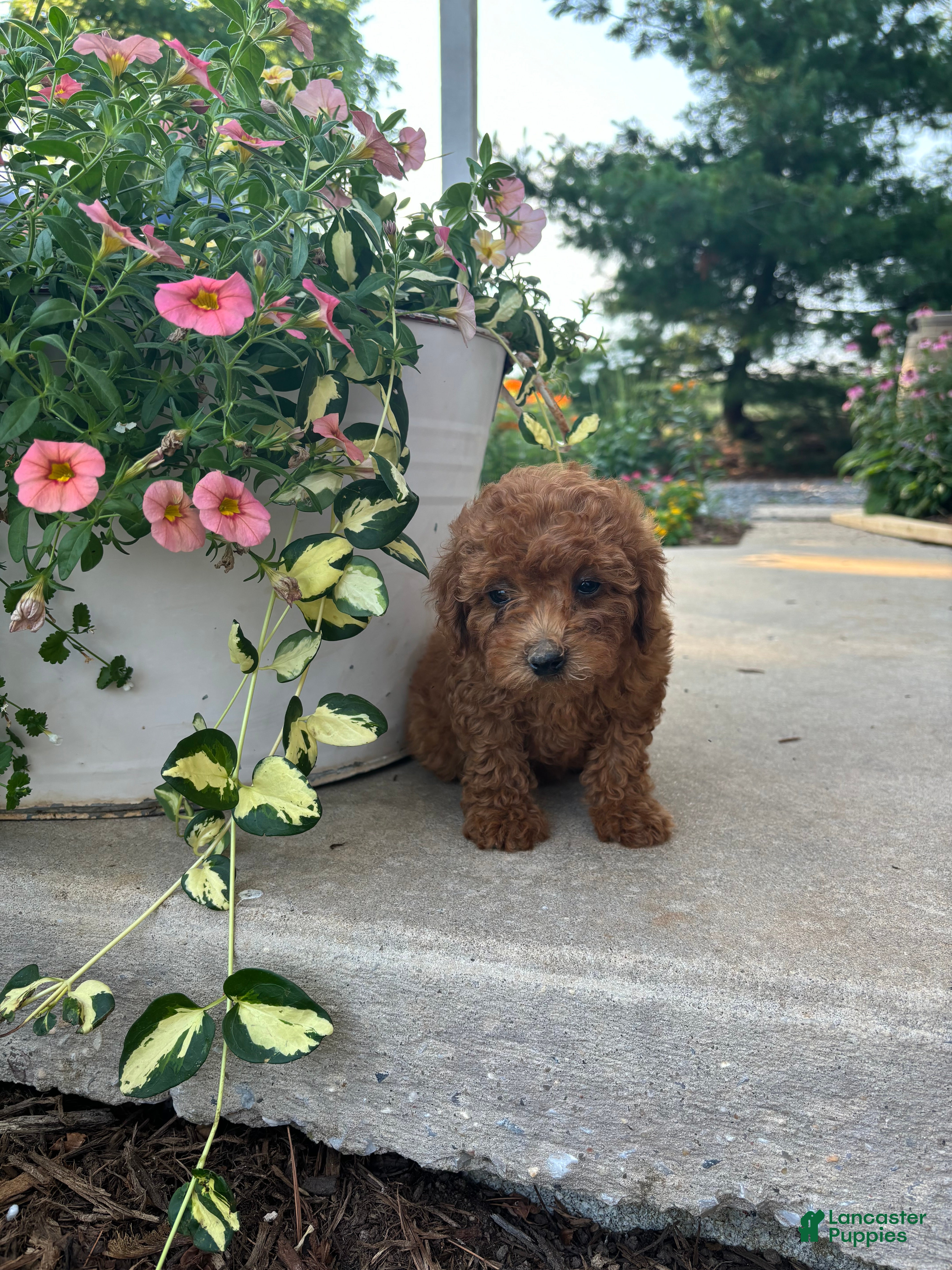 Bichpoo dogs Parker - Ad 1