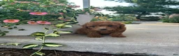 Bichpoo dogs for sale: Parker - Ad 1