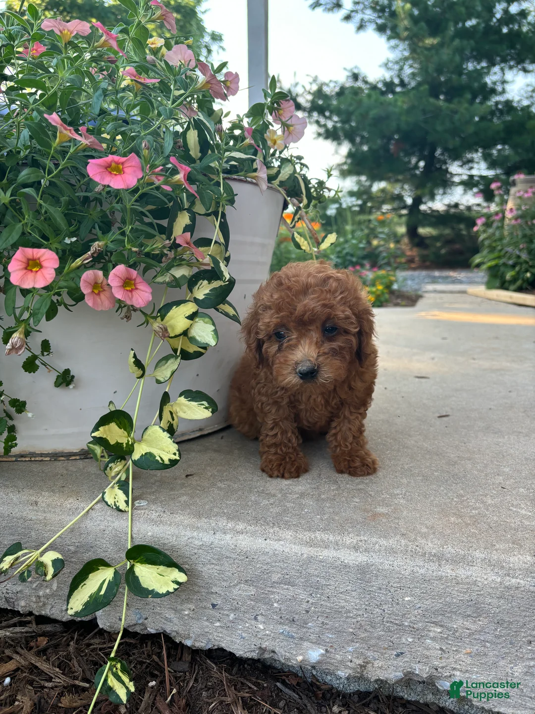 Bichpoo dogs for sale: Parker - Ad 1