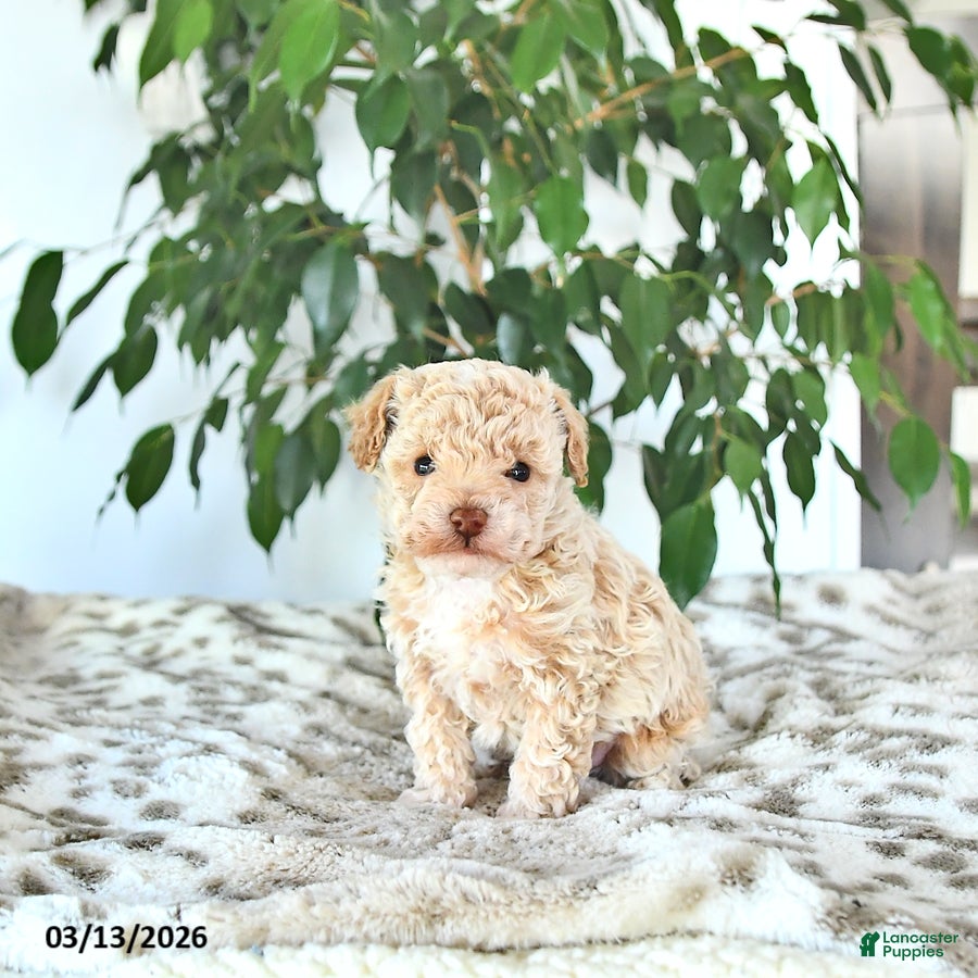 Miniature Poodle dogs Sparky - Ad 1