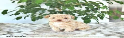 Miniature Poodle dogs for sale: Sparky - Ad 1