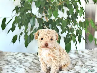 Miniature Poodle dogs for sale: Sparky - Ad 2