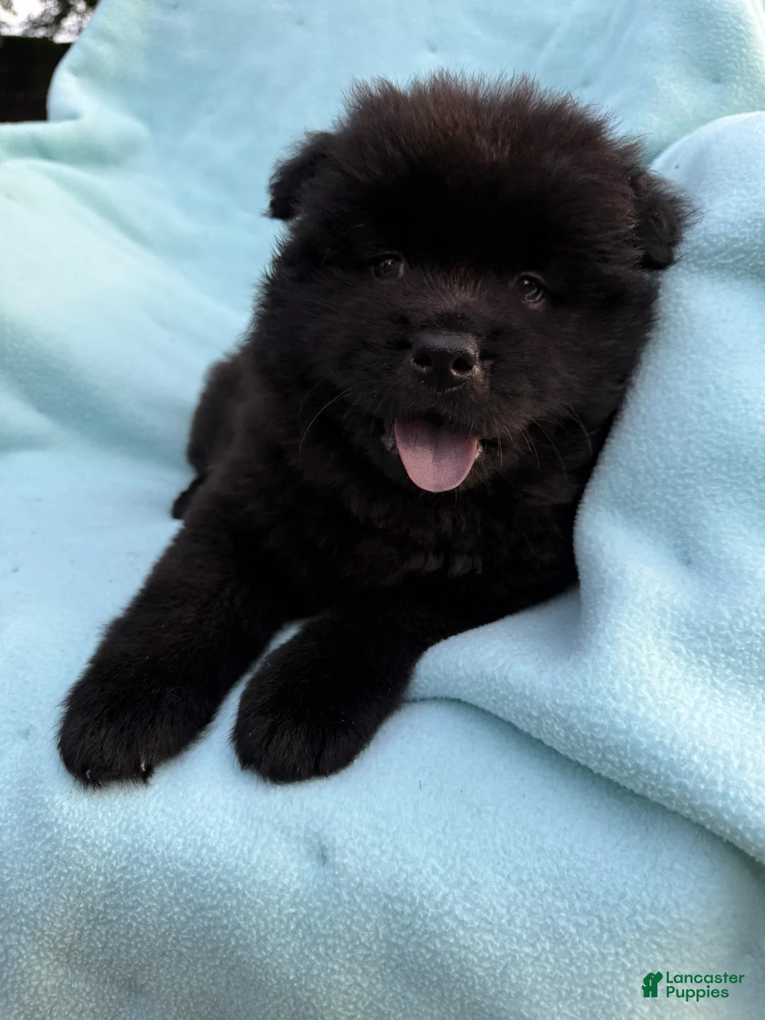 Chow Chow dogs for sale: Kolohe - Ad 2