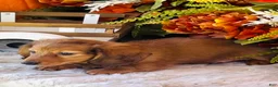 Miniature Dachshund dogs for sale: Boston (Longhair) - Ad 3